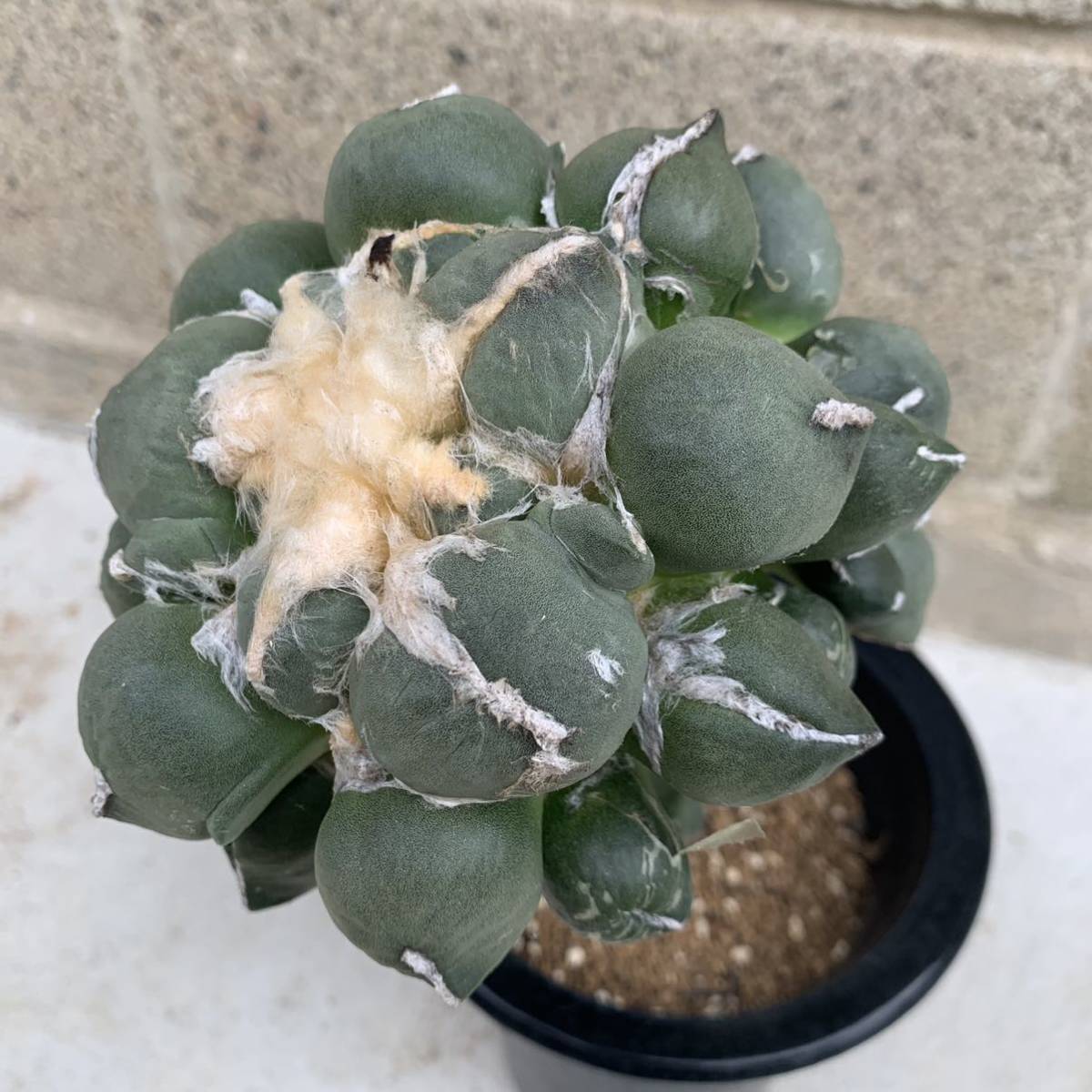 45・変わり疣青磁牡丹元錦 接木・サボテン 多肉植物 アリオカルプス