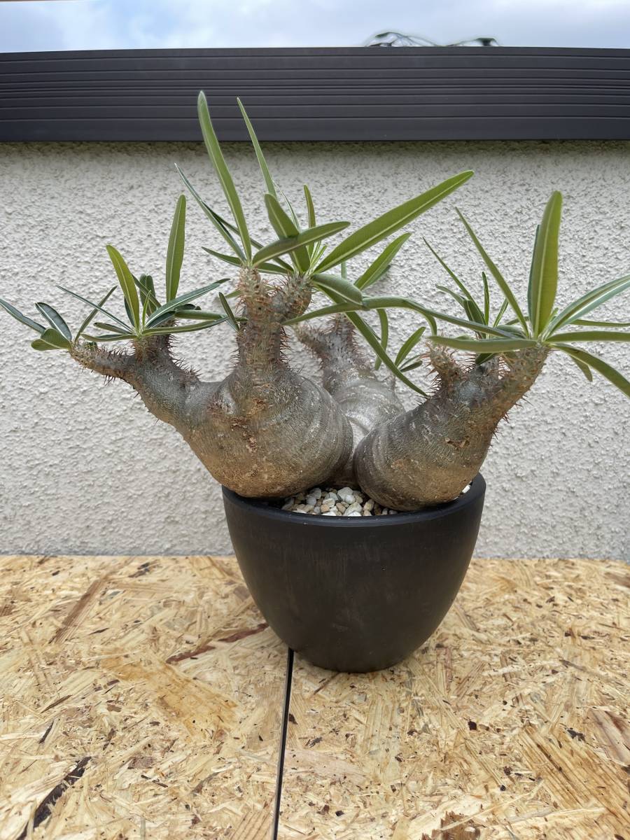 発根済み ３頭 パキポディウム グラキリス Pachypodium Gracilius 多頭 現地球 観葉植物 売買されたオークション情報 Yahooの商品情報をアーカイブ公開 オークファン Aucfan Com