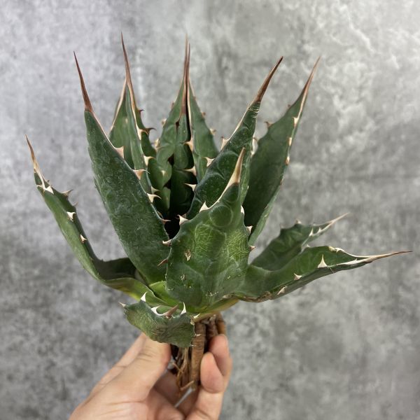 P2289】【特選！】【ロング スピン！】 アガベ モンタナ Agave Montana