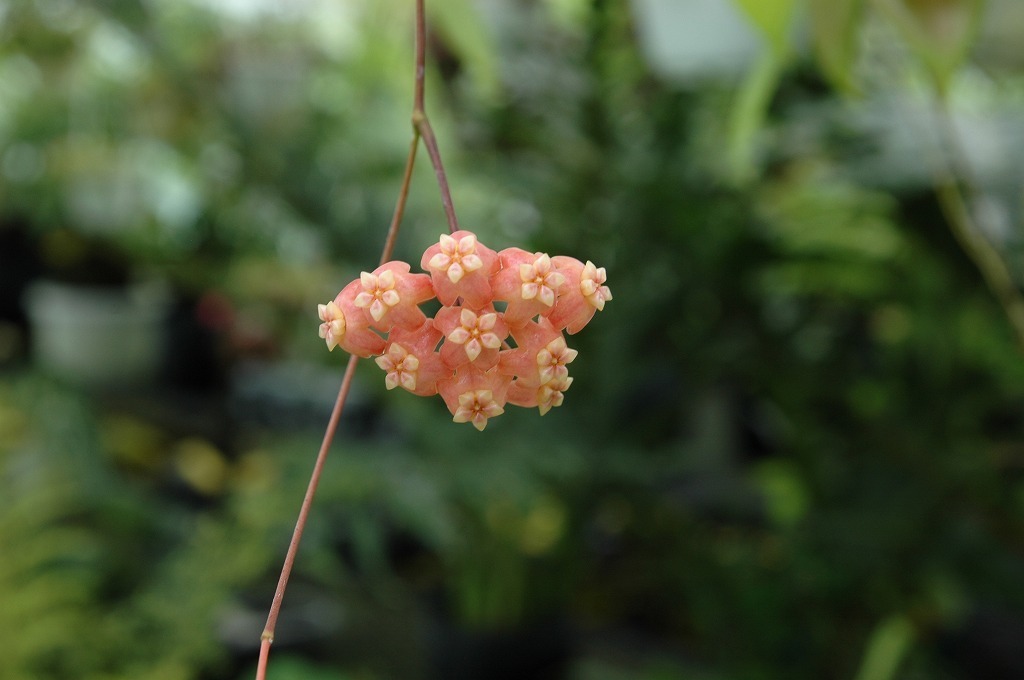  TO サクララン 桜蘭 Hoya neo-ebudica ホヤ ネオ-エブディカ かわいいオレンジの花 観葉植物 多肉 3号ポット苗 60サイズ(鉢植え)｜売買されたオークション情報、yahooの商品情報をアーカイブ公開 - その他
