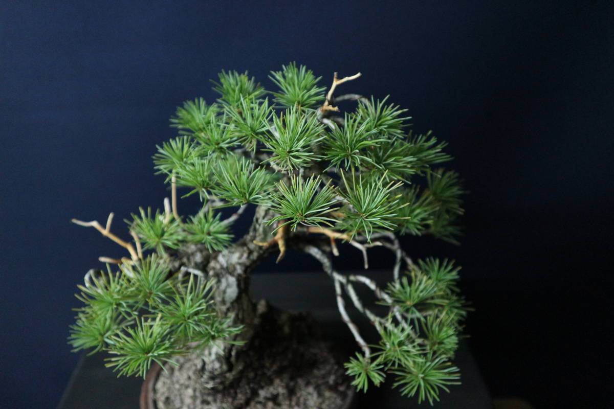 那須娘 五葉松】｜小品盆栽・模様木・根上り 樹高約16cm 左右約30cm 奥行