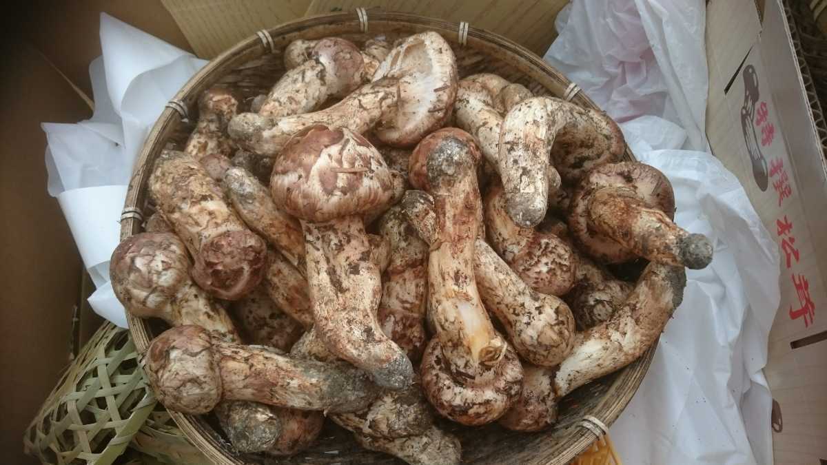 330g☆信州産☆本日採り☆松茸 松茸 岩手県沿岸産 330グラム