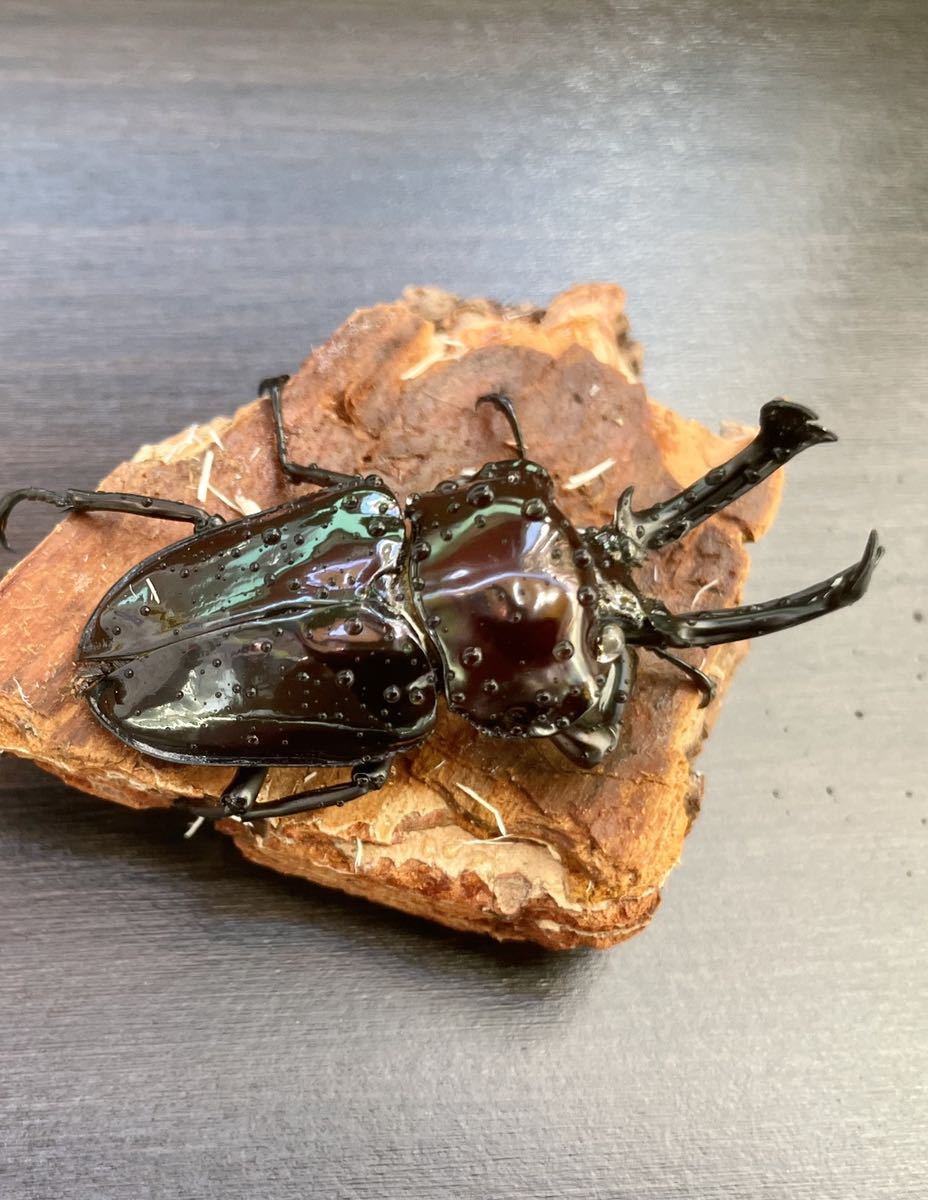 格安新品 35mm 新成虫 ニジイロクワガタ Staging Fiorillicaffe Com