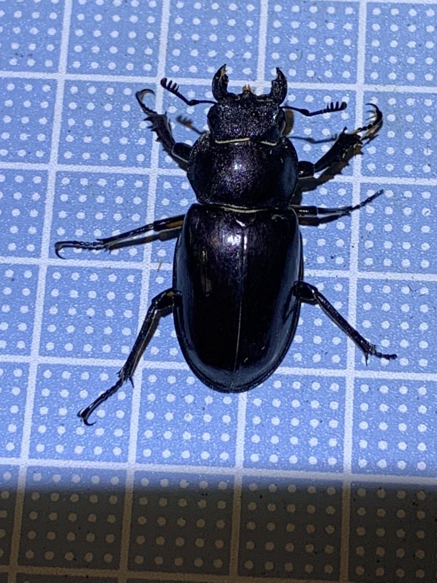 ミヤマクワガタ メス 30mm前後 天然採集 同梱可 国産 売買されたオークション情報 Yahooの商品情報をアーカイブ公開 オークファン Aucfan Com