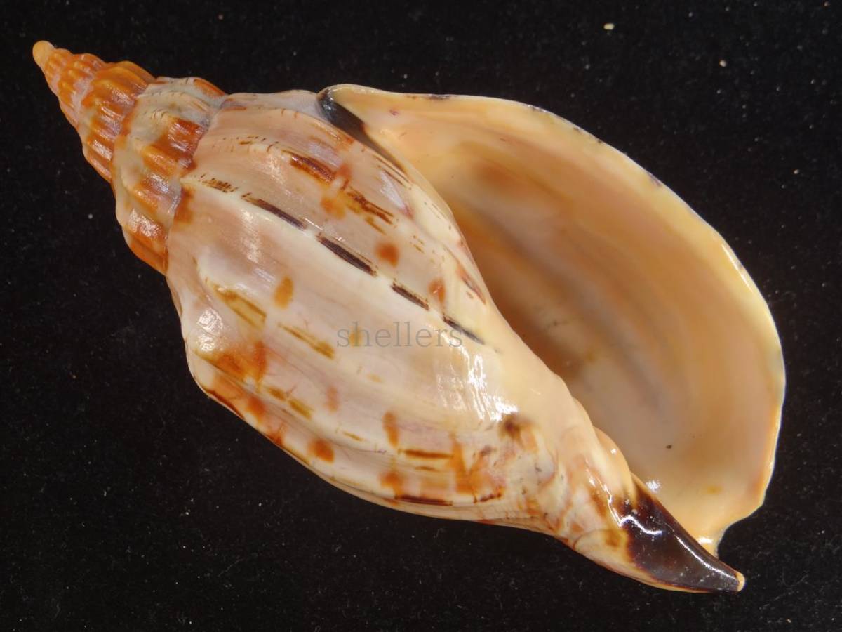 ガクフボラ科｜貝殻標本店「F] 深海性巻貝の研究～東北沖の漸深海性