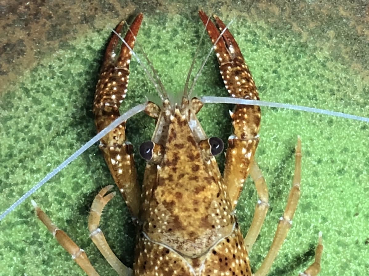アメリカザリガニの色素変異 スモーカー血統のザリガニ 写真の個体 7センチくらいメス 白ヒゲスノースパイン 4 甲殻類 売買されたオークション情報 Yahooの商品情報をアーカイブ公開 オークファン Aucfan Com