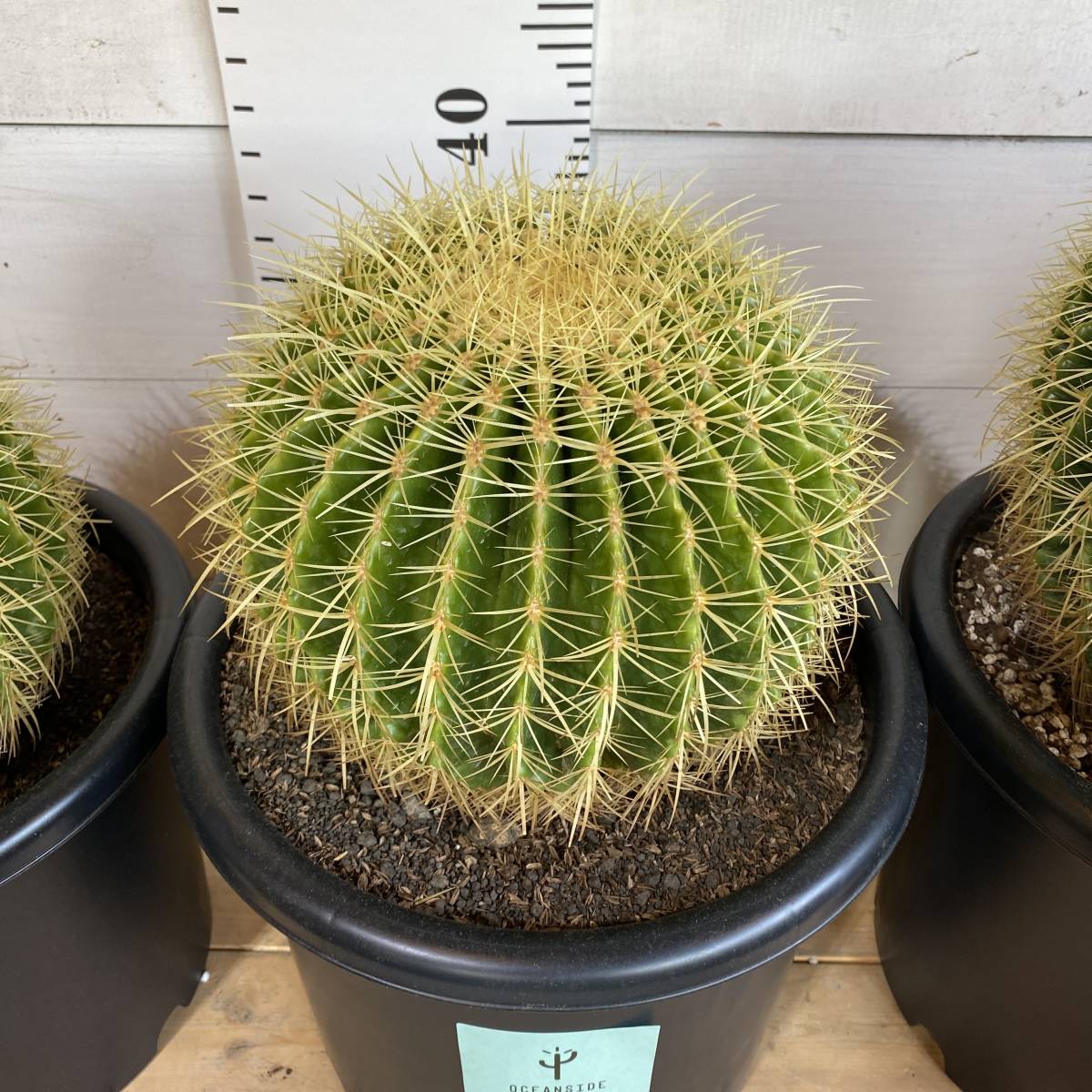 3/29 ②ユーフォルビア オベサ 国内実生 塊根直径5cmくらい 多肉植物