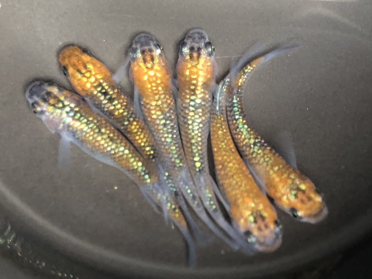 ユリシス オス3・メス3【6匹セット】② 若魚 めだか ユリシス 若魚 メダカ