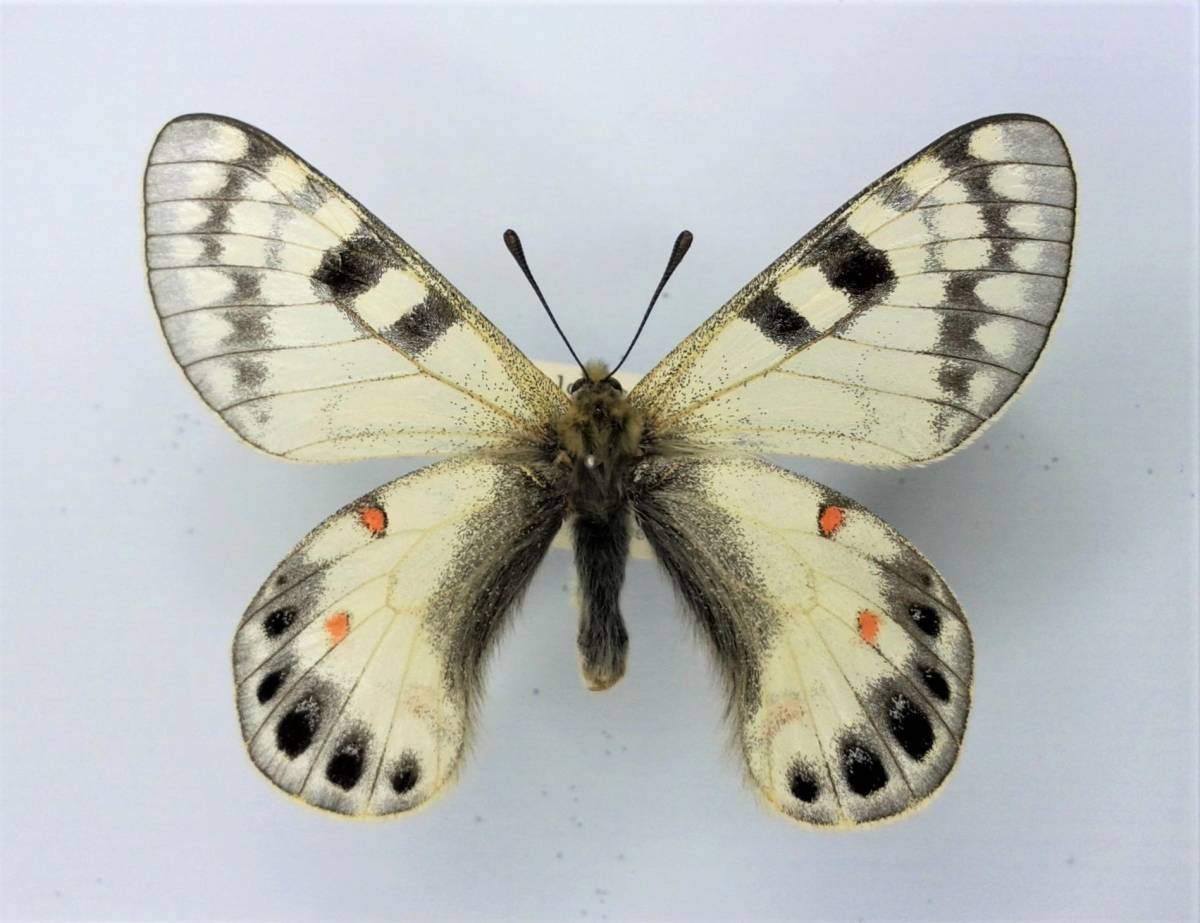 蝶　標本　ロキシアスウスバシロチョウ　Parnassius loxias tashkorensis ♂　KAZAKHSTAN アポロウスバシロチョウ - Wikipedia 620点を超えるアポロウスバシロチョウのストックフォト、写真、そして ウスバシロチョウの特徴、分布、生態、写真をご紹介します。｜目に and