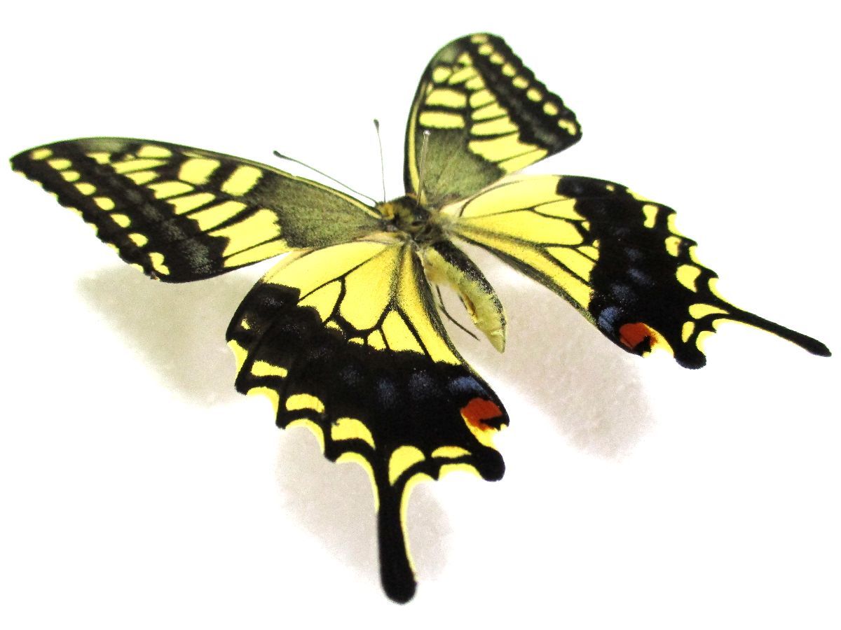 蝶標本 キアゲハ♂（長崎産／飼育品） 昆虫の標本 アゲハ蝶シリーズ