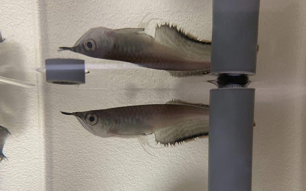 ワイルド ブラックアロワナ 15cm 安心サイズ アロワナ 売買されたオークション情報 Yahooの商品情報をアーカイブ公開 オークファン Aucfan Com