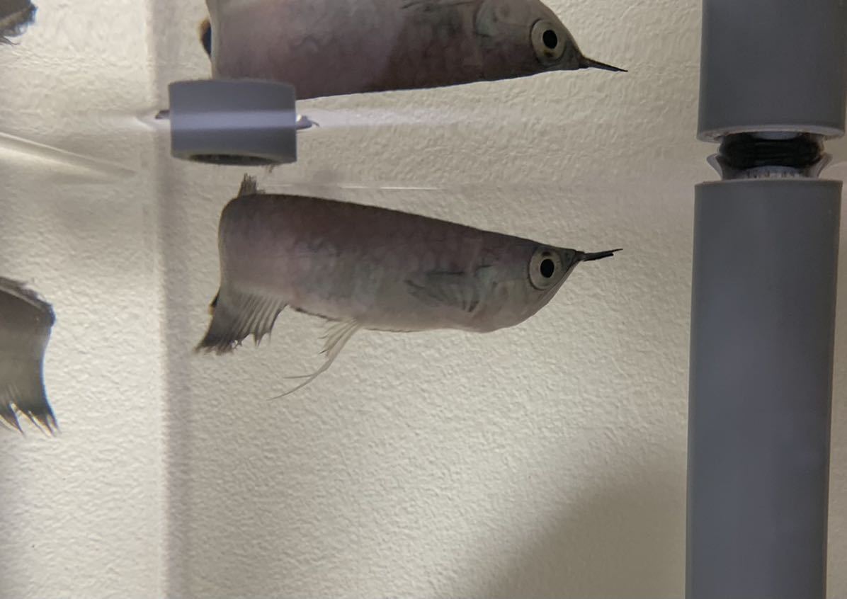 ワイルド ブラックアロワナ 15cm 安心サイズ アロワナ 売買されたオークション情報 Yahooの商品情報をアーカイブ公開 オークファン Aucfan Com