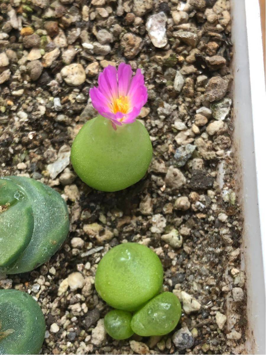 103c 多肉植物 ハオルチア 実生苗 自家繁殖 鉢植え発送 103c 多肉植物