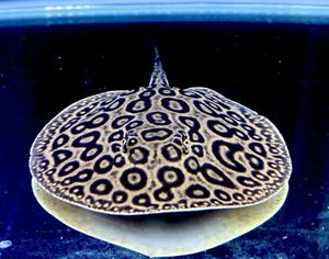 淡水エイのヤフオク の相場 価格を見る ヤフオク の淡水エイのオークション売買情報は76件が掲載されています