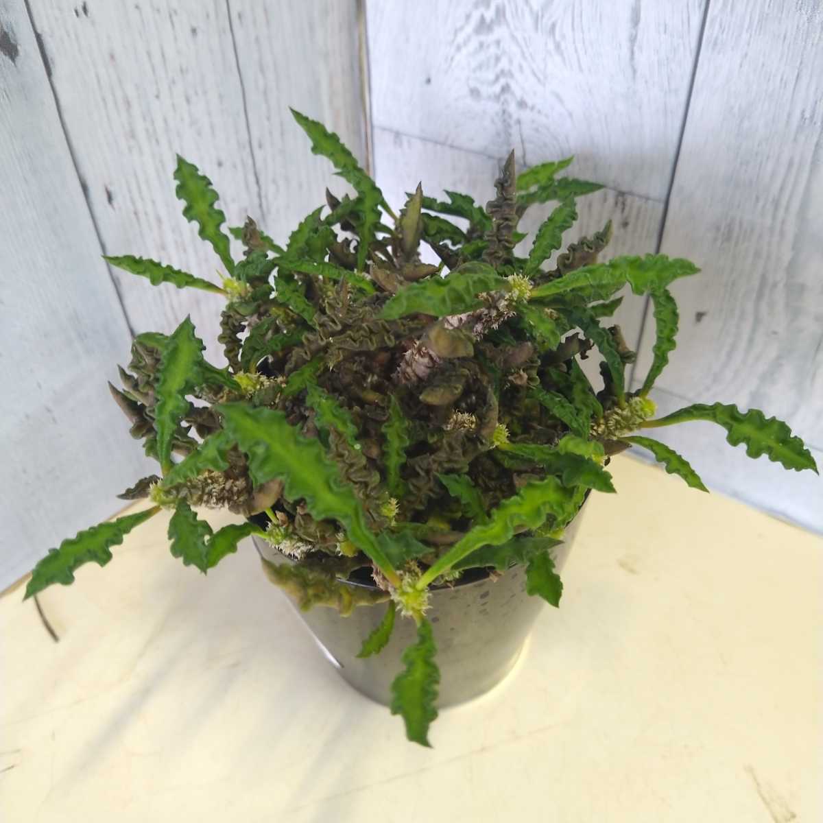 ユーフォルビア デカリー キリン ちび花キリン 塊根植物 多肉 マダガスカル 写真現物 観葉植物 売買されたオークション情報 Yahooの商品情報をアーカイブ公開 オークファン Aucfan Com