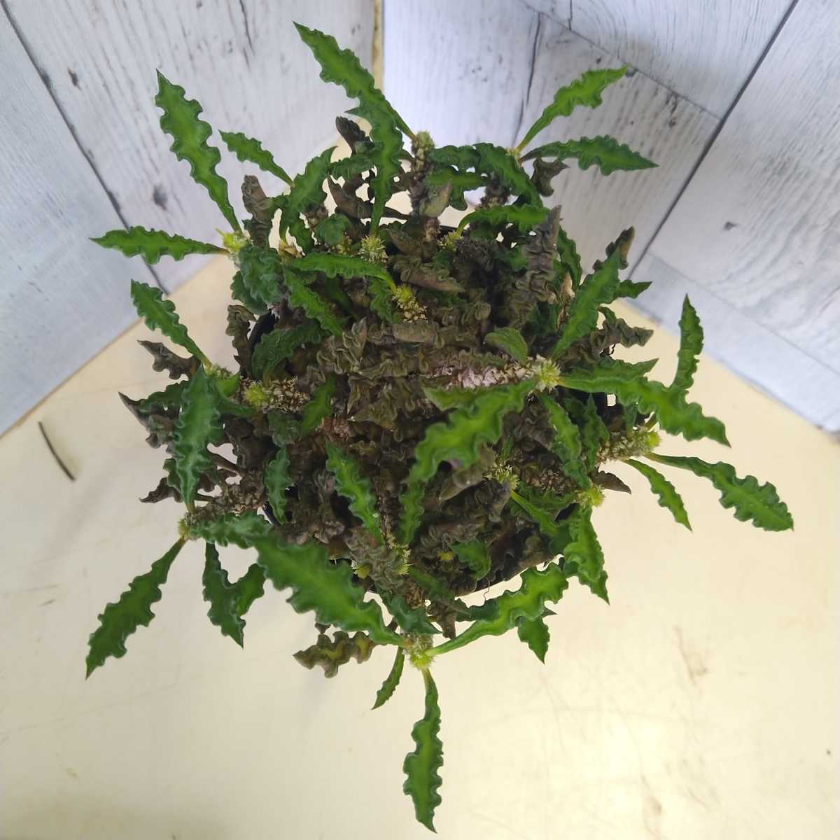 ユーフォルビア デカリー キリン ちび花キリン 塊根植物 多肉 マダガスカル 写真現物 観葉植物 売買されたオークション情報 Yahooの商品情報をアーカイブ公開 オークファン Aucfan Com