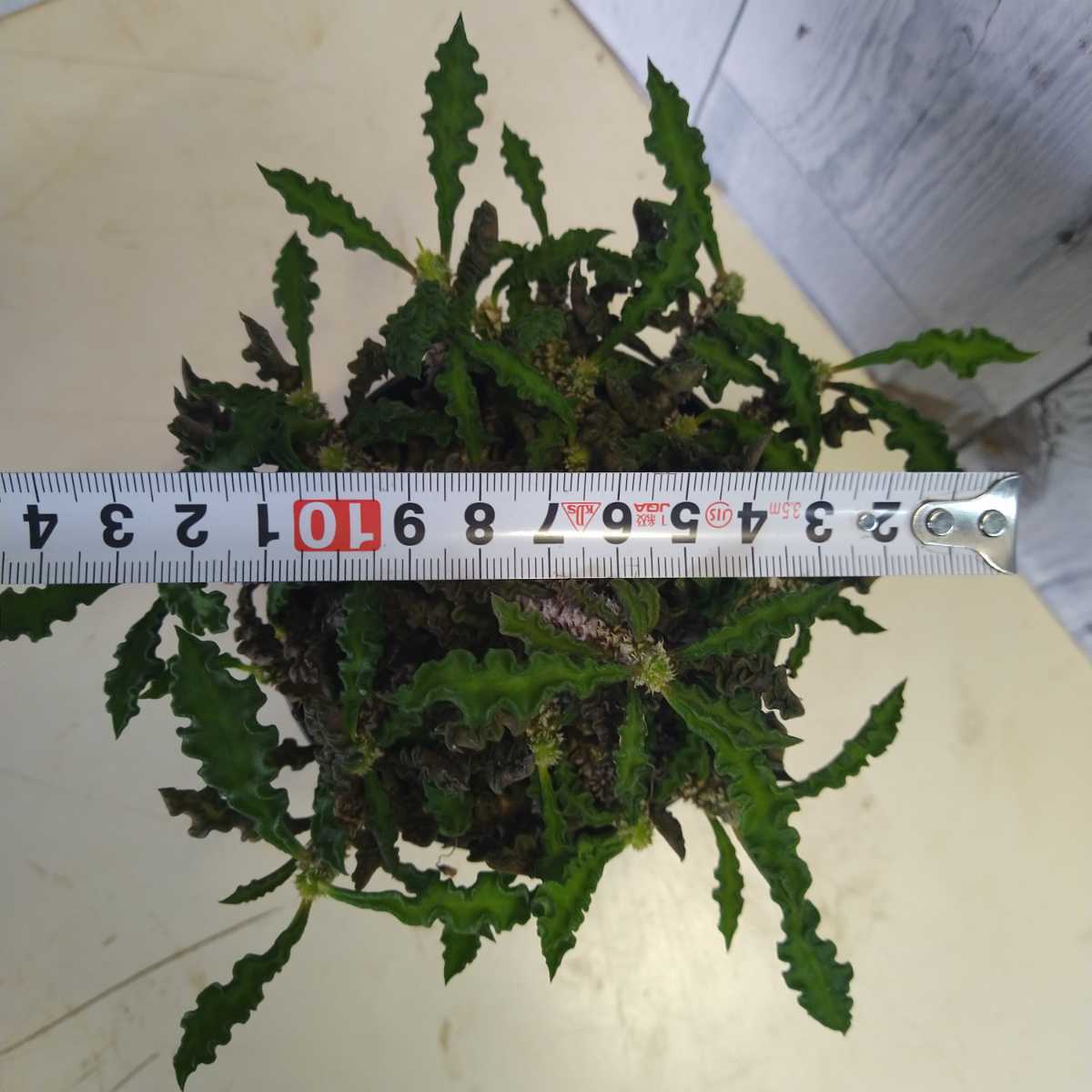 ユーフォルビア デカリー キリン ちび花キリン 塊根植物 多肉 マダガスカル 写真現物 観葉植物 売買されたオークション情報 Yahooの商品情報をアーカイブ公開 オークファン Aucfan Com