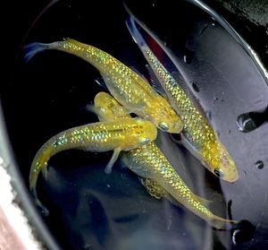 夜桜 めだかのヤフオク の相場 価格を見る 2ページ目 ヤフオク の夜桜 めだかのオークション売買情報は843件が掲載されています