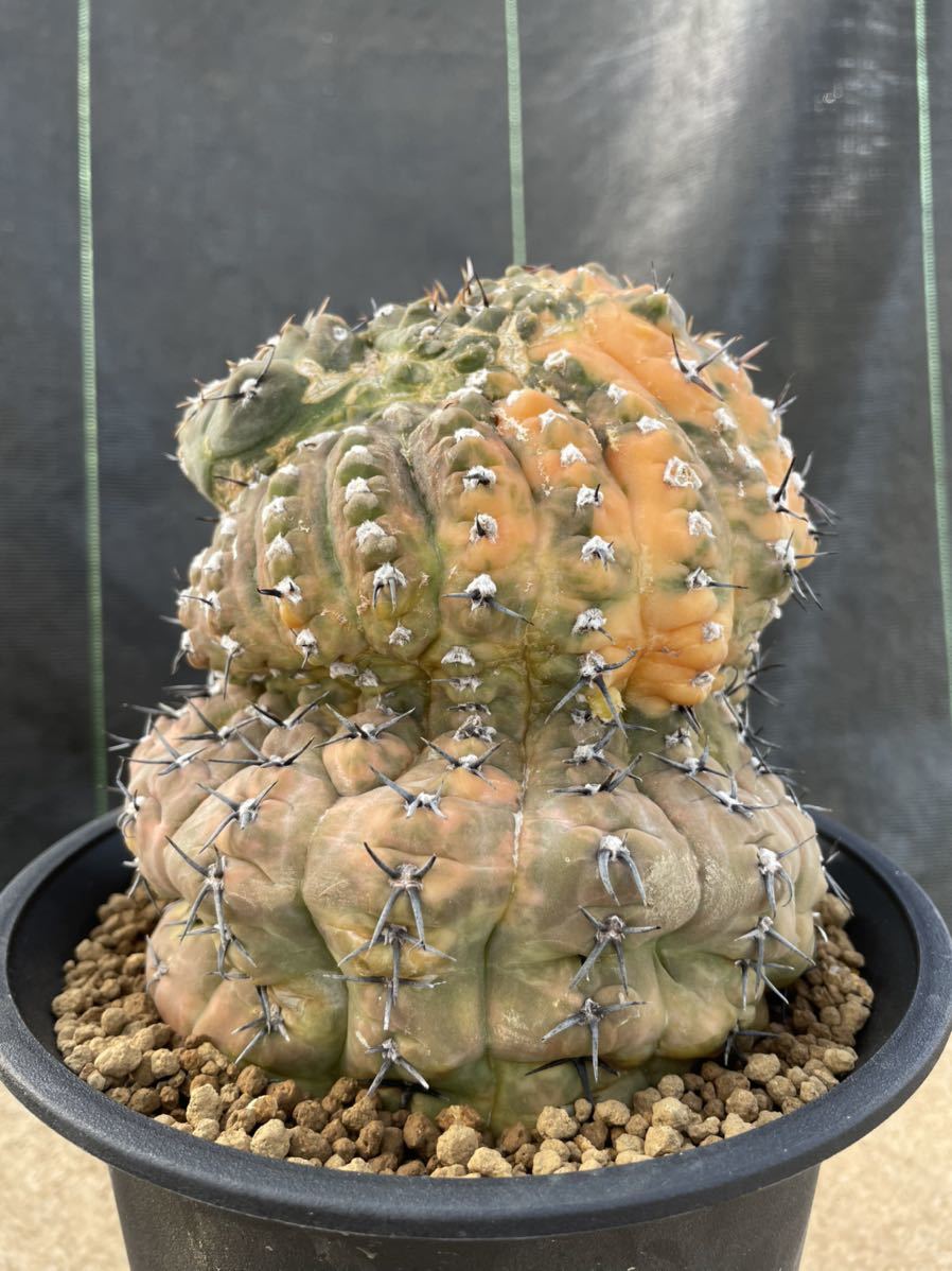 お手軽価格で贈りやすい 古株 一本刺バッテリー 花サボテン 植物 観葉植物