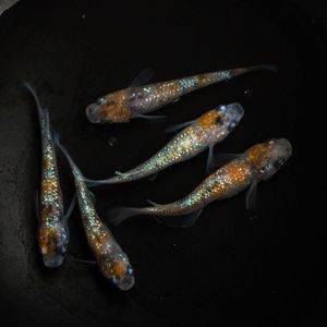 青ラメのヤフオク の相場 価格を見る ヤフオク の青ラメのオークション売買情報は352件が掲載されています