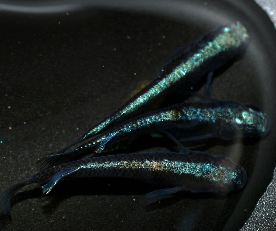 増量 若魚出品 極上 ジャパンブルー カブキ系黒幹之ブルータイプ 若魚8匹 めだか屋 お初 C めだか 売買されたオークション情報 Yahooの商品情報をアーカイブ公開 オークファン Aucfan Com