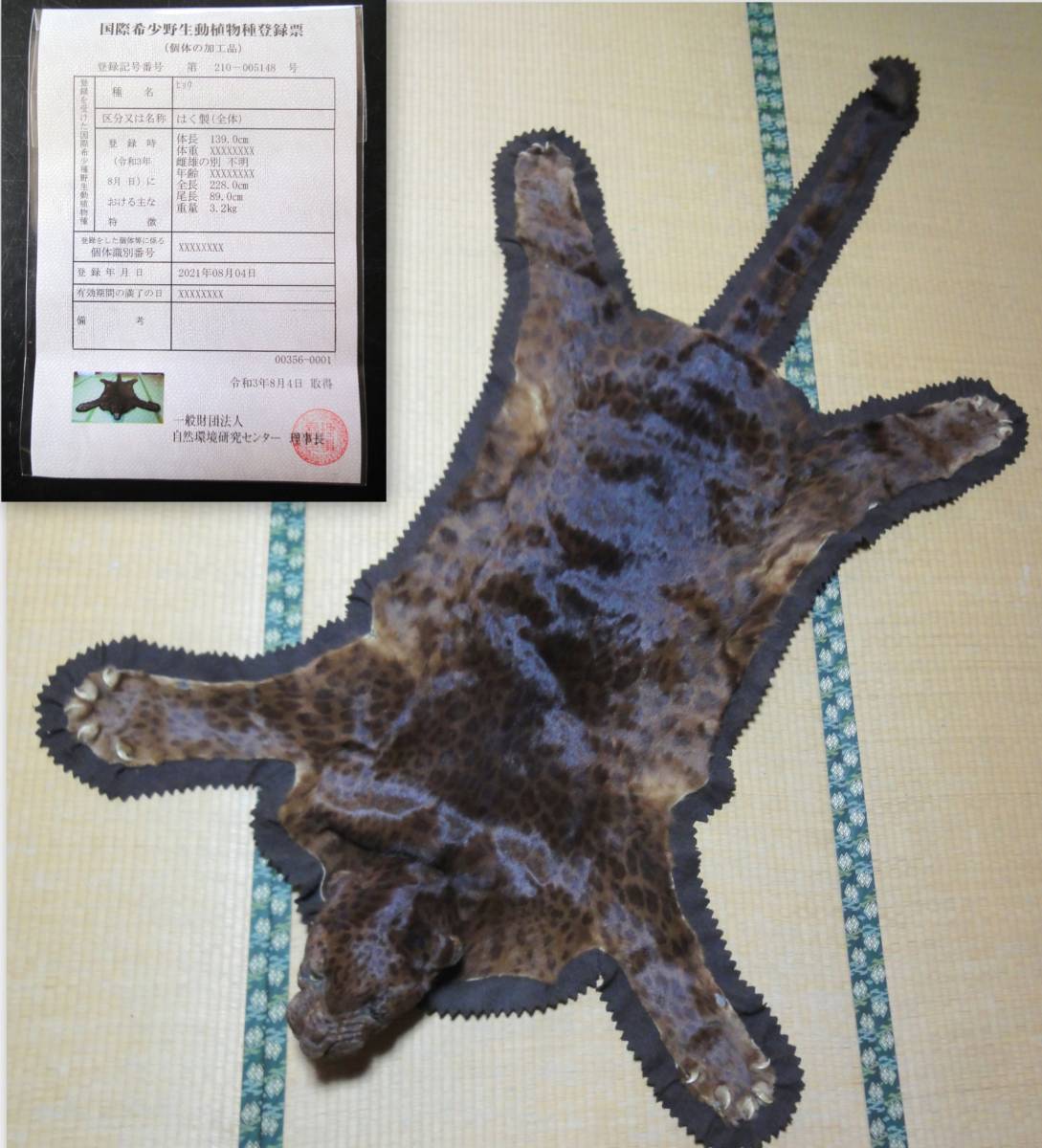 ヒョウ 剥製（全体） 国際希少野生動植物種登録票付き 登録番号：第210