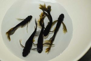 オロチメダカ 稚魚のヤフオク の相場 価格を見る ヤフオク のオロチメダカ 稚魚のオークション売買情報は9件が掲載されています