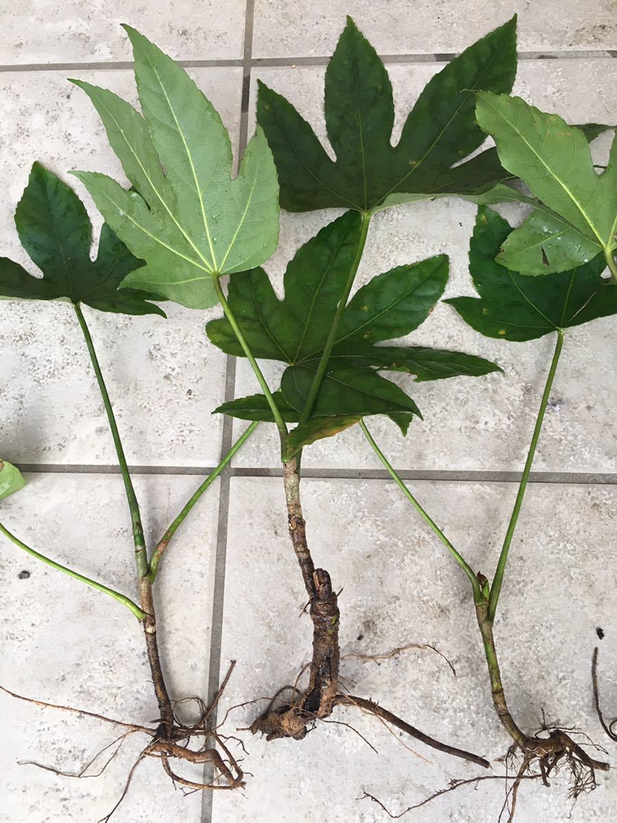 ヤツデ やつ 天狗の団扇 植木 庭木 売買されたオークション情報 Yahooの商品情報をアーカイブ公開 オークファン Aucfan Com