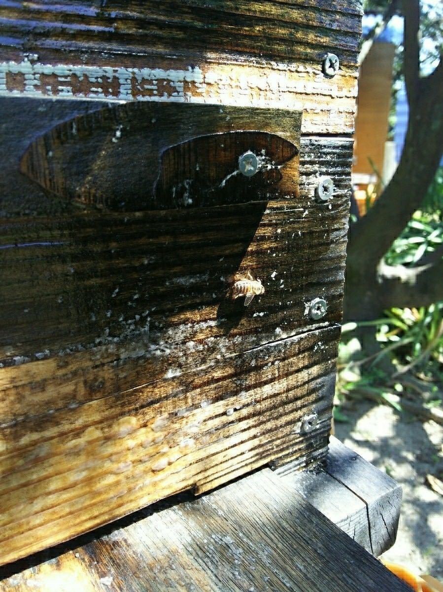 分かりやすいカラー説明書付き！毎年大好評！ 日本蜜蜂誘引液500ml×2本ミツバチ みつばち ルアー 分蜂 養蜂 蜜蝋 巣箱 キンリョウヘン_2