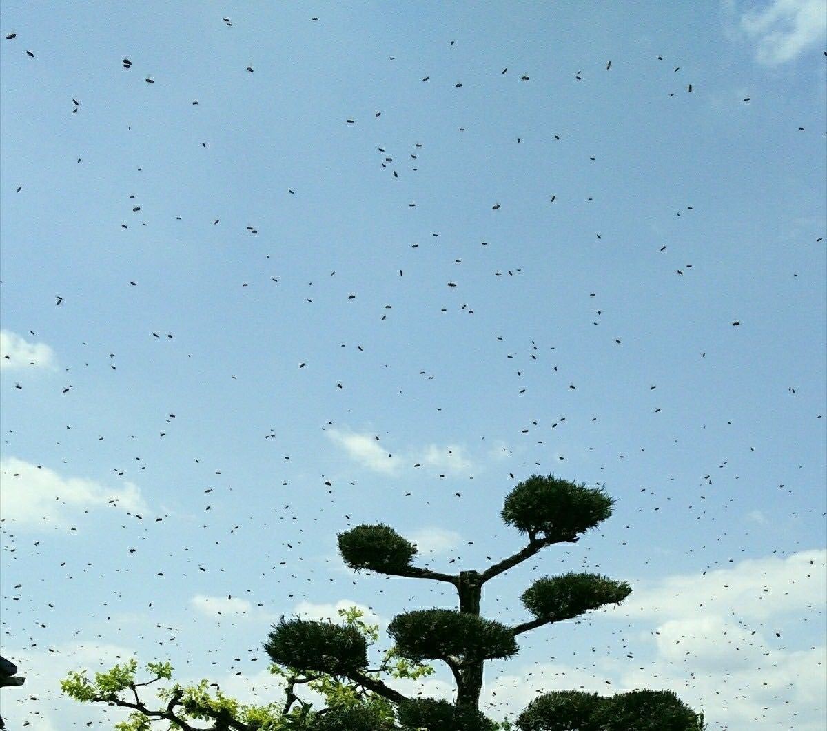 分かりやすいカラー説明書付き！毎年大好評！ 日本蜜蜂誘引液500ml×2本ミツバチ みつばち ルアー 分蜂 養蜂 蜜蝋 巣箱 キンリョウヘン_5