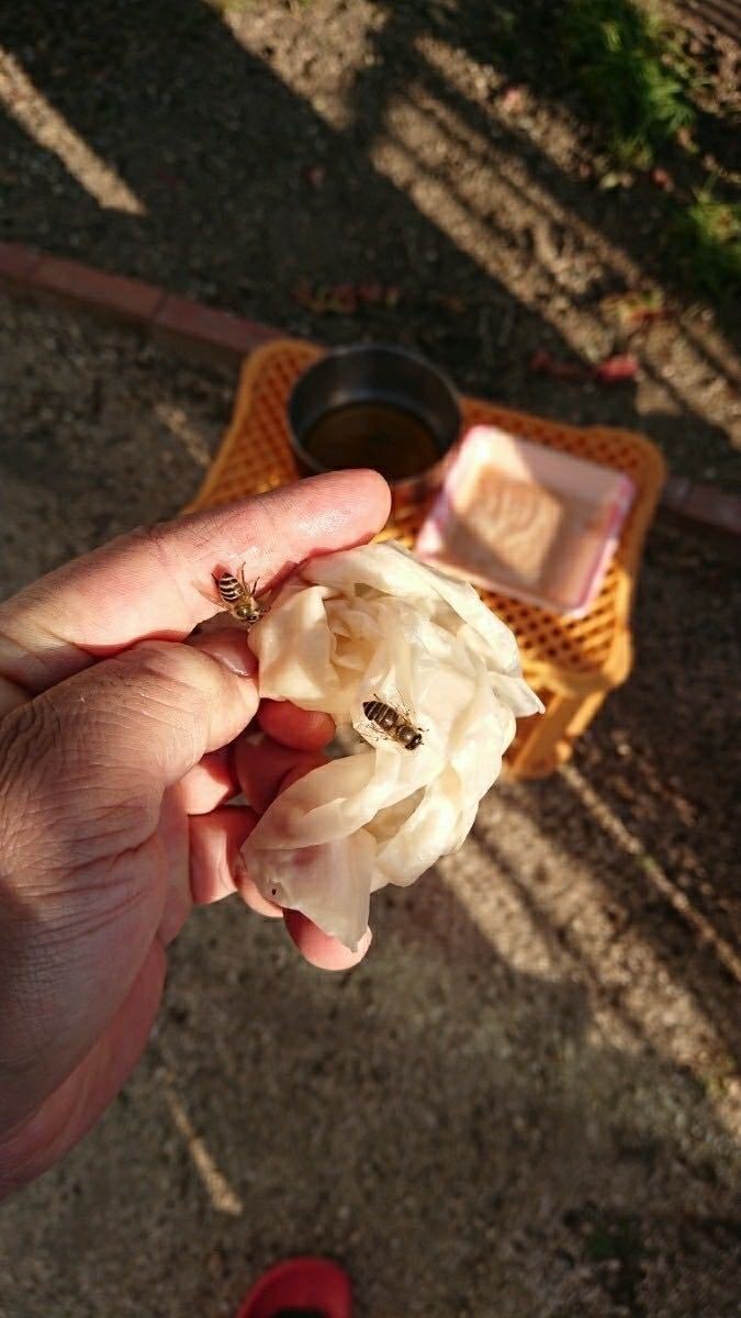 分かりやすいカラー説明書付き！毎年大好評！ 日本蜜蜂誘引液500ml×2本ミツバチ みつばち ルアー 分蜂 養蜂 蜜蝋 巣箱 キンリョウヘン_7