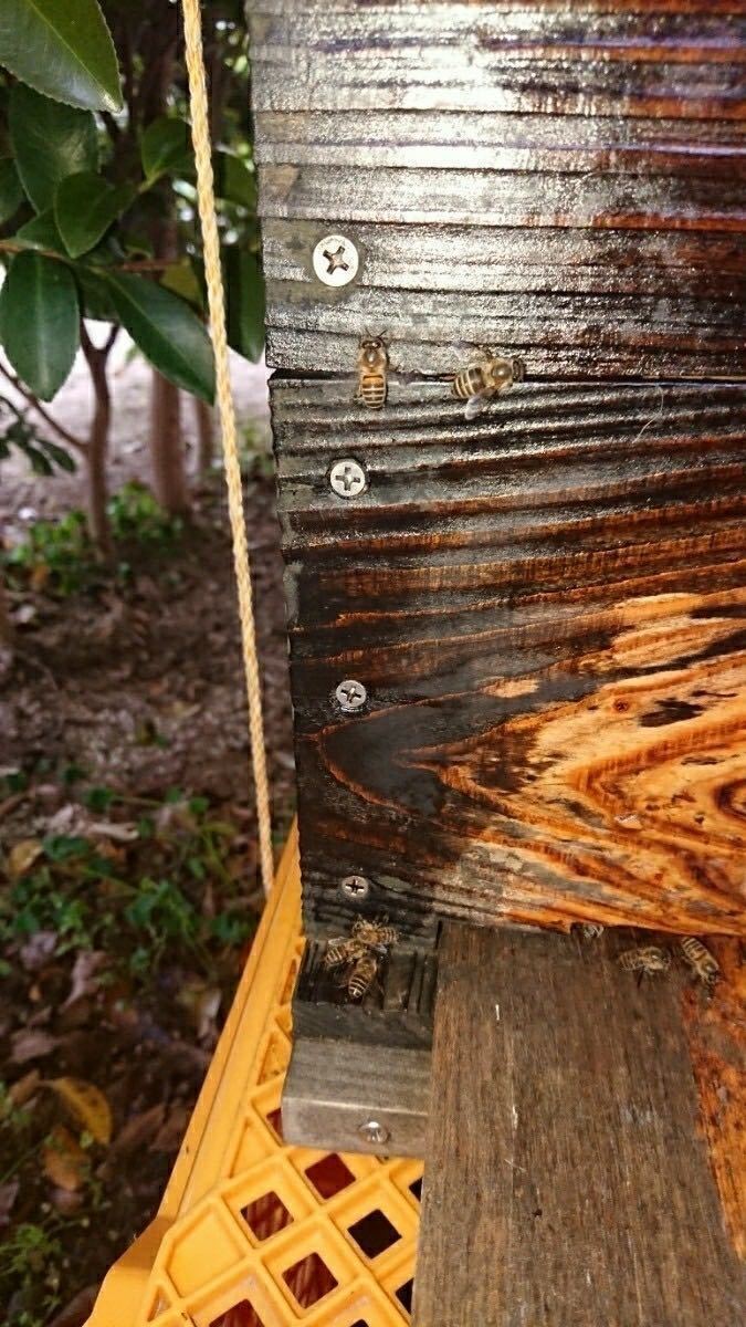 分かりやすいカラー説明書付き！毎年大好評！ 日本蜜蜂誘引液500ml×2本ミツバチ みつばち ルアー 分蜂 養蜂 蜜蝋 巣箱 キンリョウヘン_8