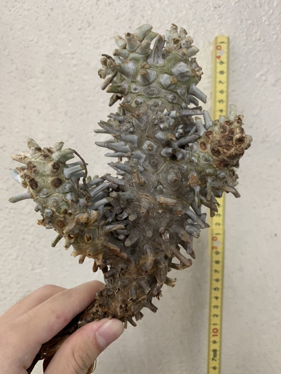 Tylecodon wallichii チレコドン ワリチー(ワリチー・奇峰錦)13