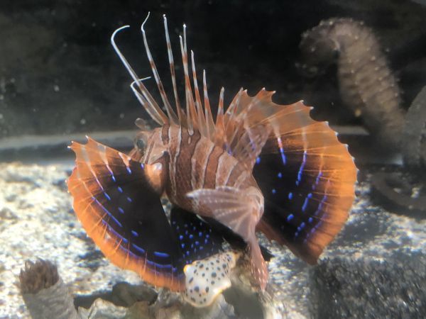 珍珍珍珍【現物】美品 セトミノカサゴ SSサイズ 近海魚 海水魚 生体