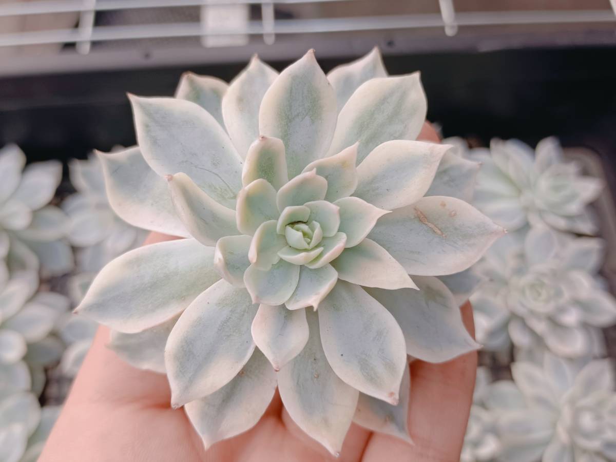 多肉植物 サブセシリス錦 - – いとう 斑入り エケベリア属 