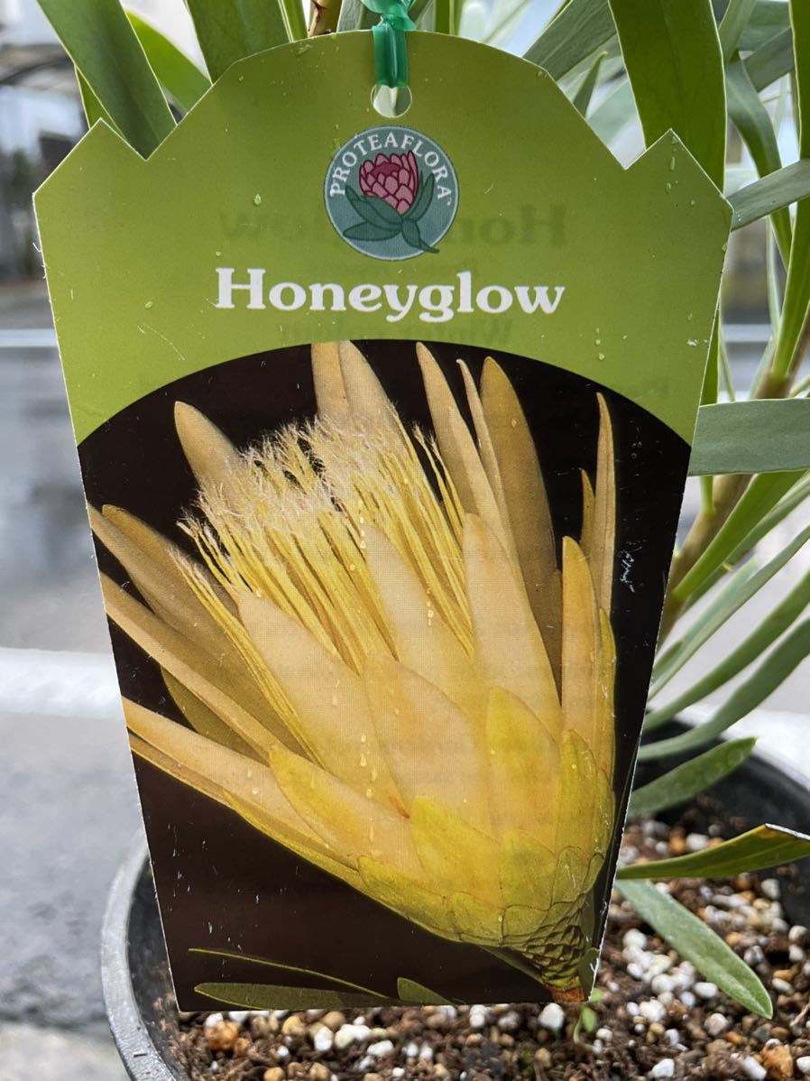 ヨシ プロテア ハニーグロー 10号（バンクシア、グレビレア） ヨシ