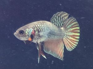 全商品オープニング価格 特別価格 ワイルドベタ 雄 08m0527 026 ぺア ワイルドチャノイデス 観賞魚生体