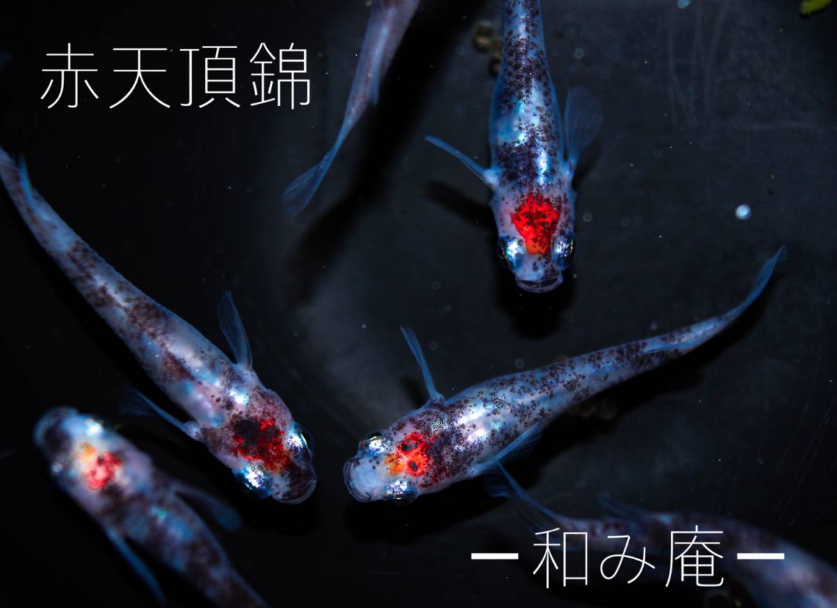 めだか工房 和み庵 当方オリジナル改良品種 赤天頂錦 三色 有精卵個 めだか 有精卵 卵 めだか 売買されたオークション情報 Yahooの商品情報をアーカイブ公開 オークファン Aucfan Com