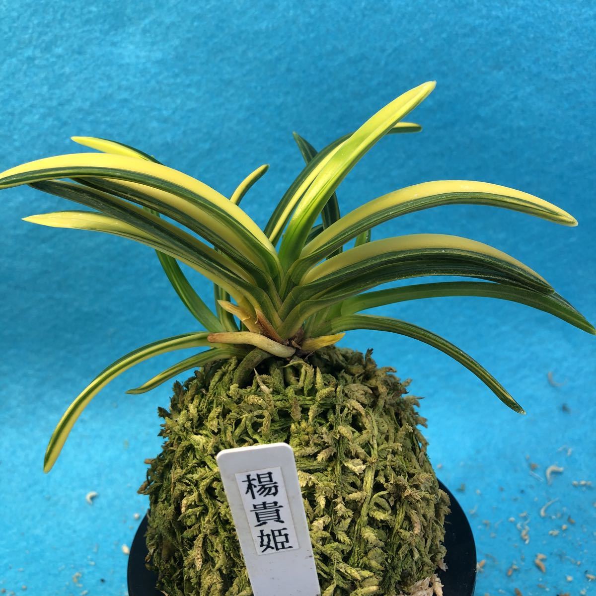 富貴蘭 楊貴姫 蘭遊園 富貴蘭『楊貴姫』大きい最上柄最上木 春蘭