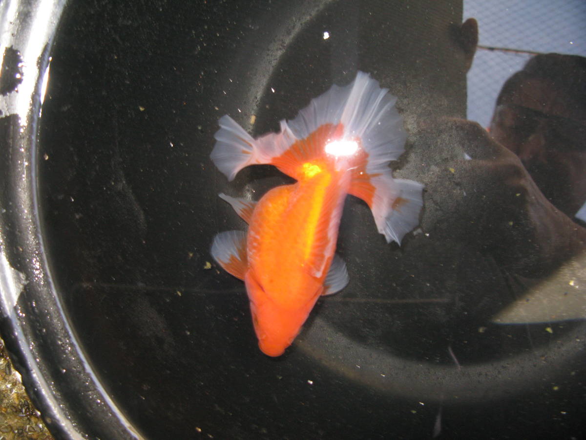 ① ！超セレクト！ ☆極美極上個体☆ パンダらんちゅう 11cm位