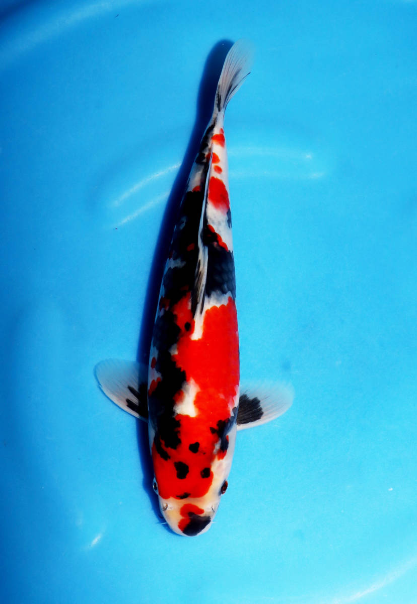 アクアいろ】初登場レア品種 シルバーブラック(孔雀)ヒレナガ アクアいろ】初登場レア品種 シルバーブラック(孔雀)ヒレナガ