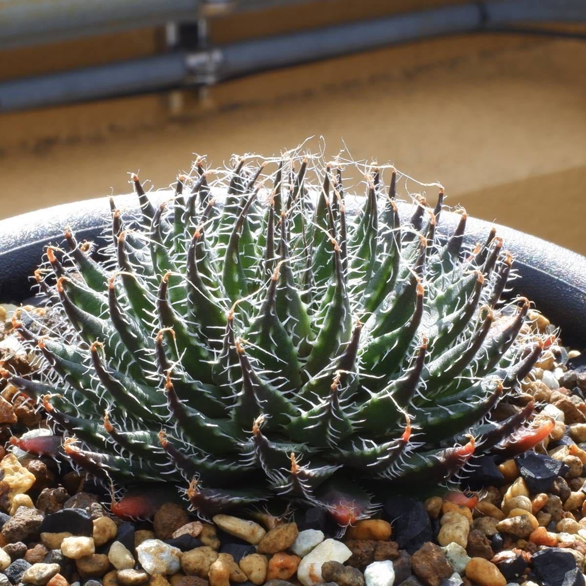 ツ158 【現地株・塊根植物】コミフォラ エミニー【最新到着株・・抜き 