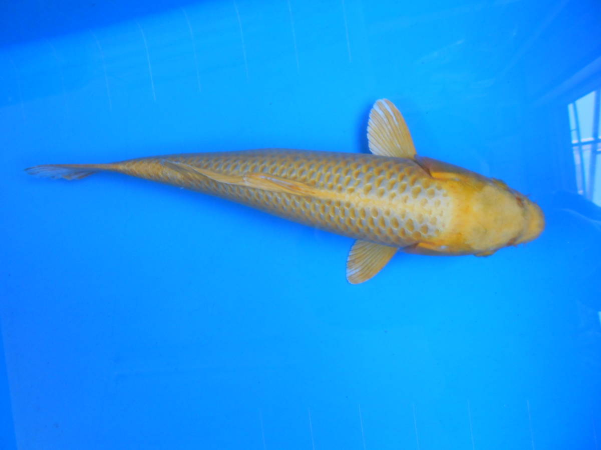 鯉牧場】NO.31 ~極上のジャンボ当歳SP~ 阪井養魚場作出 紅白 ジャンボ