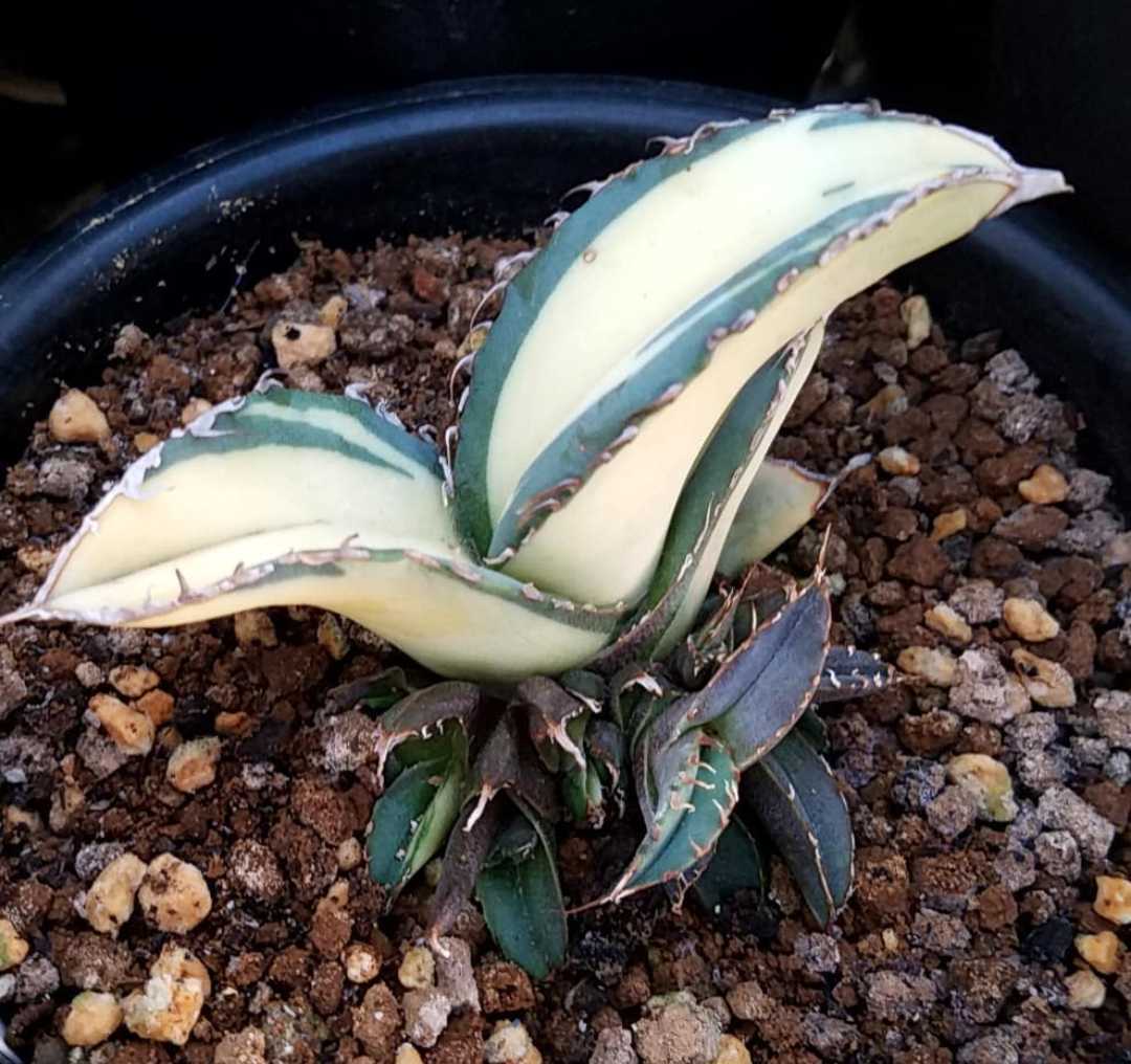 NS* アガベ チタノタ錦 斑無仔 アガベ チタノタ Agave 錦 'No.1