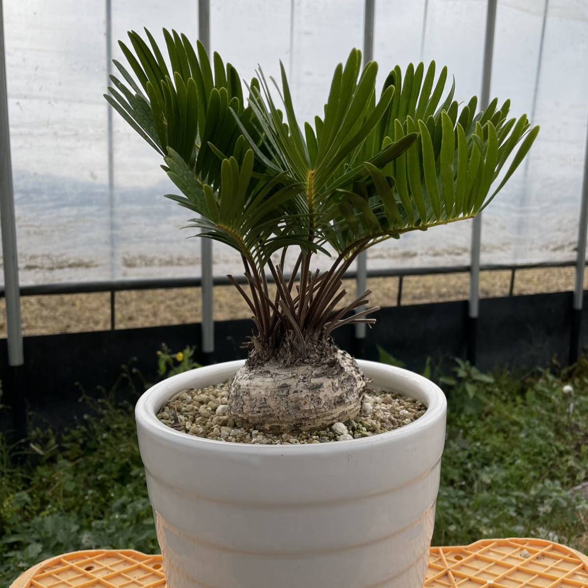 蘇鉄 ソテツ 塊根植物 コーデックス 黄金ソテツ 黄金 観葉植物 タ*e様 