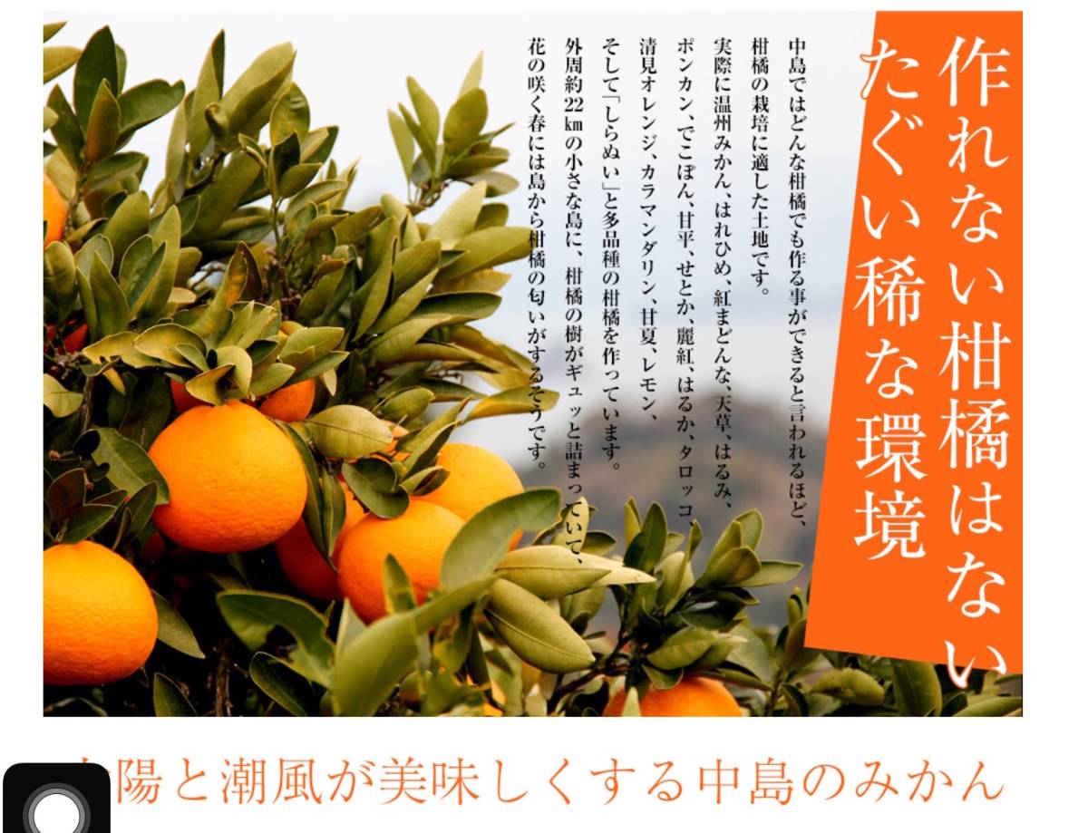WAACニットセットアップ WAAC 大きいサイズ ニットセットアップ