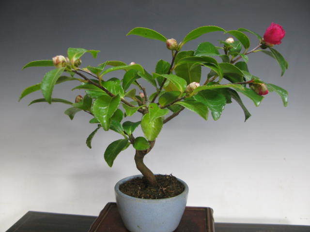 小品盆栽（ミニサイズ）山茶花