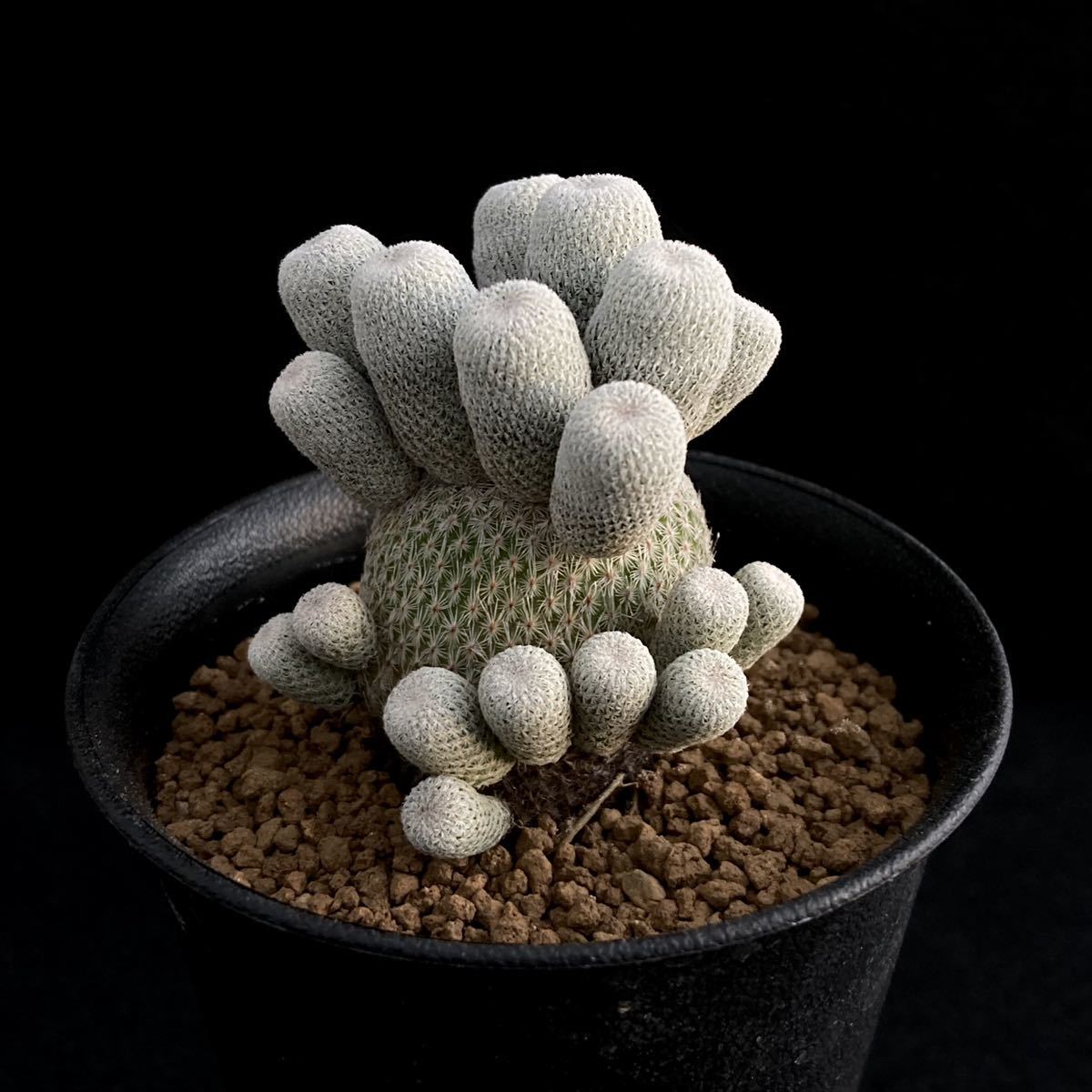 エピテランサ ミクロメリス Epithelantha Sb63 Micromeris サボテン 多肉植物 実生 月世界 観葉植物 激安正規 月世界