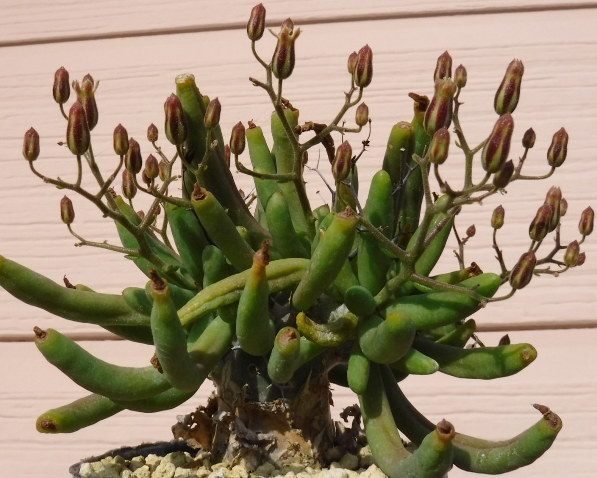種子】◇ チレコドン 万物想 Tylecodon reticulatus 10粒/珍奇塊根種/冬型