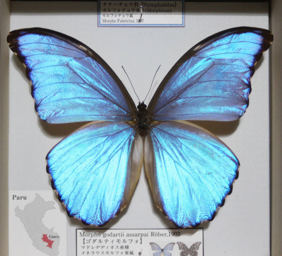 贅沢屋の 昆虫標本 蝶の標本 ゴダルティモルフォ ペルー産 メタリック調ライトフレーム Fucoa Cl